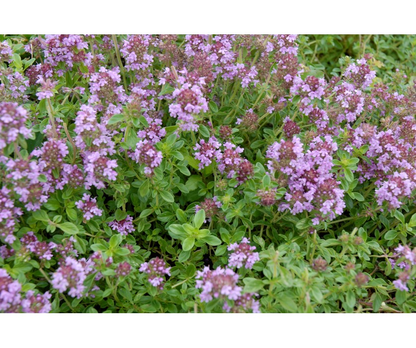 Reiter Creeping Thyme